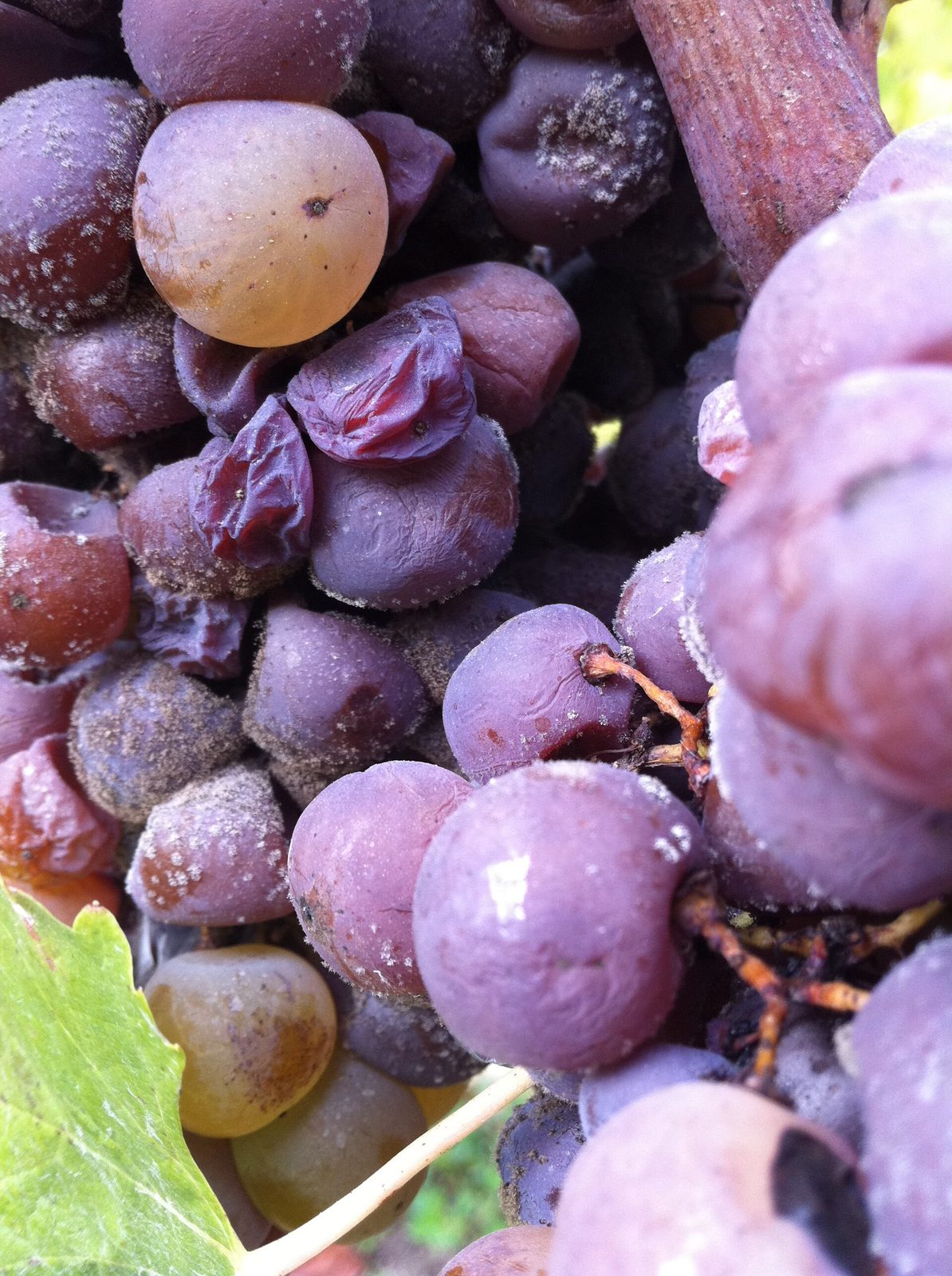 Uvas en temporada de vendimia en Sauternes, Gironda